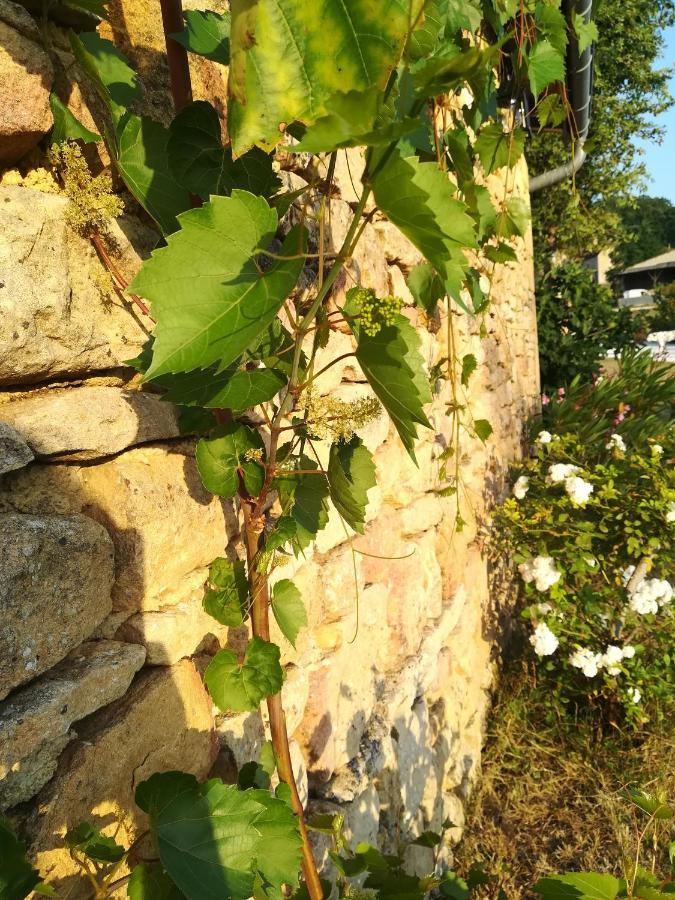 Bed and Breakfast O Reve De Gabriel Saint-Amand-de-Coly Exterior foto